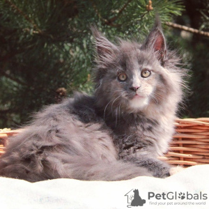 Photo №3. Maine coon kittens for sale. Serbia