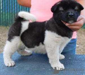 Photo №1. american akita - for sale in the city of Stockholm | negotiated | Announcement № 96371