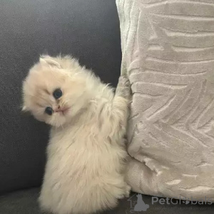 Photo №1. british shorthair - for sale in the city of NORDERSTEDT | 392$ | Announcement № 167256