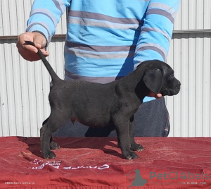 Photo №4. I will sell cane corso in the city of Belgrade.  - price - negotiated