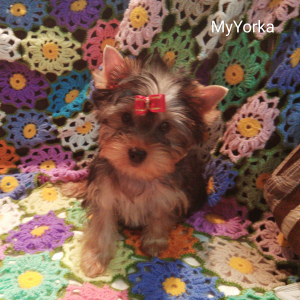 Photo №3. Club puppies breed Yorkshire Terrier. Russian Federation