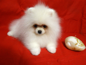 Photo №1. german spitz - for sale in the city of Kirov | 904$ | Announcement № 5757