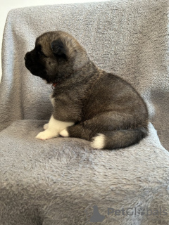 Photo №2 to announcement № 131228 for the sale of akita - buy in Germany private announcement