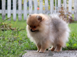 Additional photos: Pomeranian Girl, Orange Sable