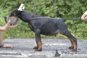 Additional photos: Doberman puppies from a lovely couple