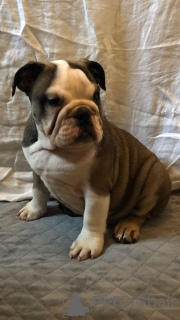 Photo №2 to announcement № 64689 for the sale of english bulldog - buy in Germany private announcement, from nursery