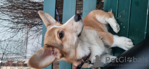 Photo №3. Selling WELSH CORGI puppy PEMBROKE born 08/26/23. Russian Federation