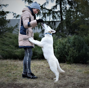 Photo №1. berger blanc suisse - for sale in the city of Dnipro | Negotiated | Announcement № 4815