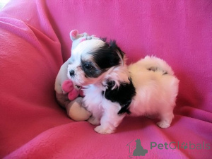 Photo №1. beaver yorkshire terrier - for sale in the city of Alajärvi | negotiated | Announcement № 166380