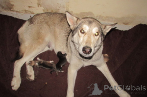 Photo №1. german shepherd - for sale in the city of Charleston | Is free | Announcement № 146695