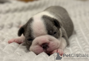 Photo №4. I will sell boston terrier in the city of Chemnitz. private announcement - price - 1800$