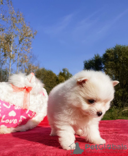 Photo №2 to announcement № 7923 for the sale of  - buy in Russian Federation breeder