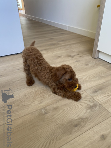 Additional photos: Puppy toy poodle redbrown