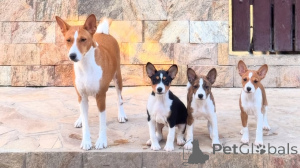 Photo №1. basenji - for sale in the city of Ceske Budejovice | negotiated | Announcement № 170674