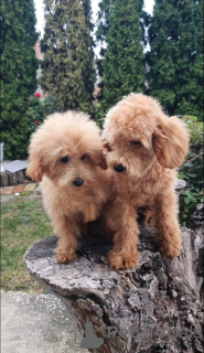 Additional photos: Beautiful MALTIPOO puppies