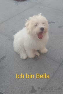 Photo №1. maltese dog - for sale in the city of Сен-Вит | negotiated | Announcement № 69268