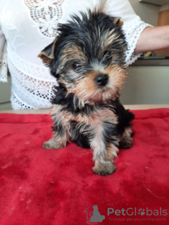 Photo №2 to announcement № 110757 for the sale of yorkshire terrier - buy in Finland private announcement