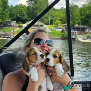 Additional photos: Beagle puppies.