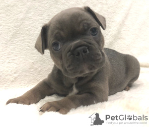 Photo №2 to announcement № 25618 for the sale of french bulldog - buy in Russian Federation private announcement