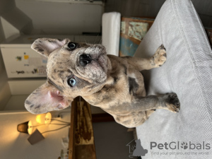 Photo №2 to announcement № 95033 for the sale of french bulldog - buy in Switzerland private announcement