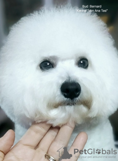 Additional photos: Bichon Frize (Curly Bichon) top male