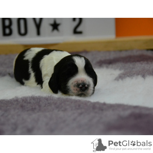 Photo №4. I will sell english springer spaniel in the city of Plovdiv. breeder - price - 1774$