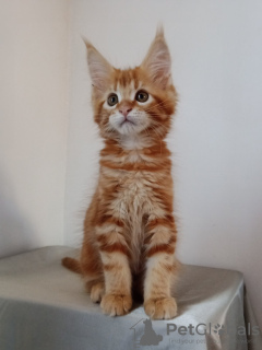 Photo №1. maine coon - for sale in the city of Warsaw | 1186$ | Announcement № 8188