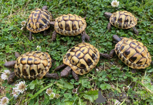 Photo №4. I will sell  in the city of Vienna. breeder - price - 94$