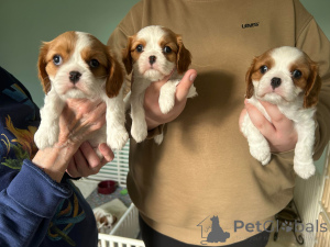 Photo №1. cavalier king charles spaniel - for sale in the city of Amsterdam | 723$ | Announcement № 160787