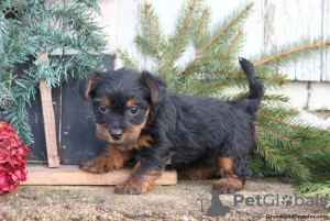 Photo №2 to announcement № 63737 for the sale of yorkshire terrier - buy in Germany 