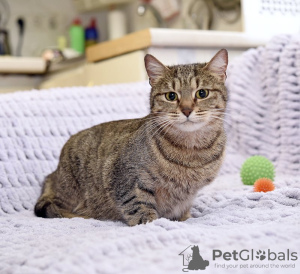 Photo №3. Gentle, modest Ryska is looking for a home!. Russian Federation