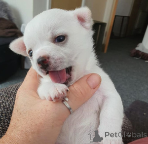 Photo №1. chihuahua - for sale in the city of Genk | 516$ | Announcement № 159423