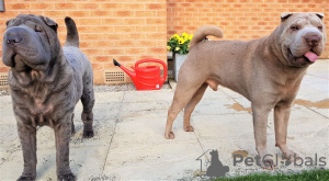 Photo №2 to announcement № 36075 for the sale of shar pei - buy in Lithuania private announcement
