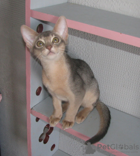 Photo №1. abyssinian cat - for sale in the city of Kobrin | 500$ | Announcement № 50888