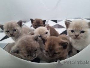 Photo №1. burmese cat - for sale in the city of Brussels | 599$ | Announcement № 164254