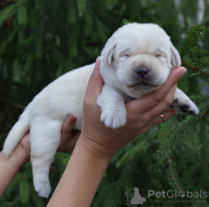 Photo №3. Labrador retriever puppies.. Russian Federation