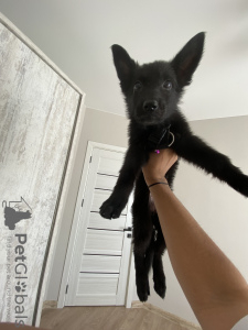 Photo №1. german shepherd - for sale in the city of Tbilisi | 250$ | Announcement № 27751