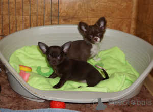 Photo №3. Chocolate girls g/w, girl d/sh, and fluffy chocolate and chocolate and tan boys.. Belarus