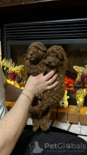 Additional photos: poodle puppies