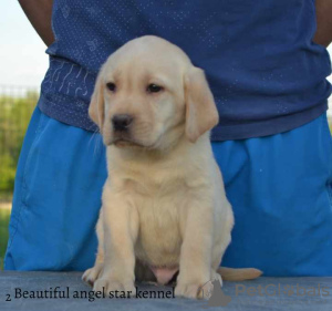 Additional photos: Labrador retrievers