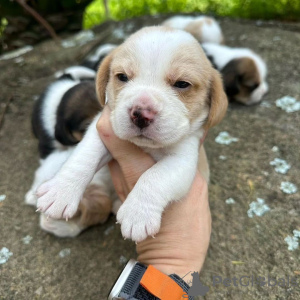 Photo №1. beagle - for sale in the city of Lappeenranta | 380$ | Announcement № 125058