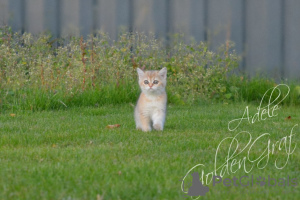 Additional photos: 3 golden British girls for sale, from lovely parents