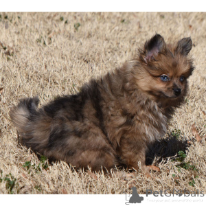 Photo №2 to announcement № 136001 for the sale of pomeranian - buy in Germany 