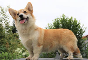 Photo №4. I will sell welsh corgi in the city of Москва. private announcement, from nursery, breeder - price - 1057$