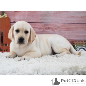 Photo №3.  Angel Labrador Retriever Puppy. Germany