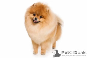 Photo №2 to announcement № 42085 for the sale of pomeranian - buy in Turkey private announcement, from nursery