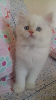 Additional photos: persian kittens for sale