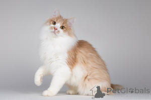 Photo №3. Pie is a cat who smiles.. Russian Federation