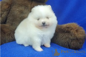 Additional photos: Cute Pomeranian puppies for free adoption