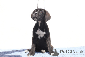 Photo №3. CHELSEA OF SPQR CORSO FCI PEDIGREE. Romania